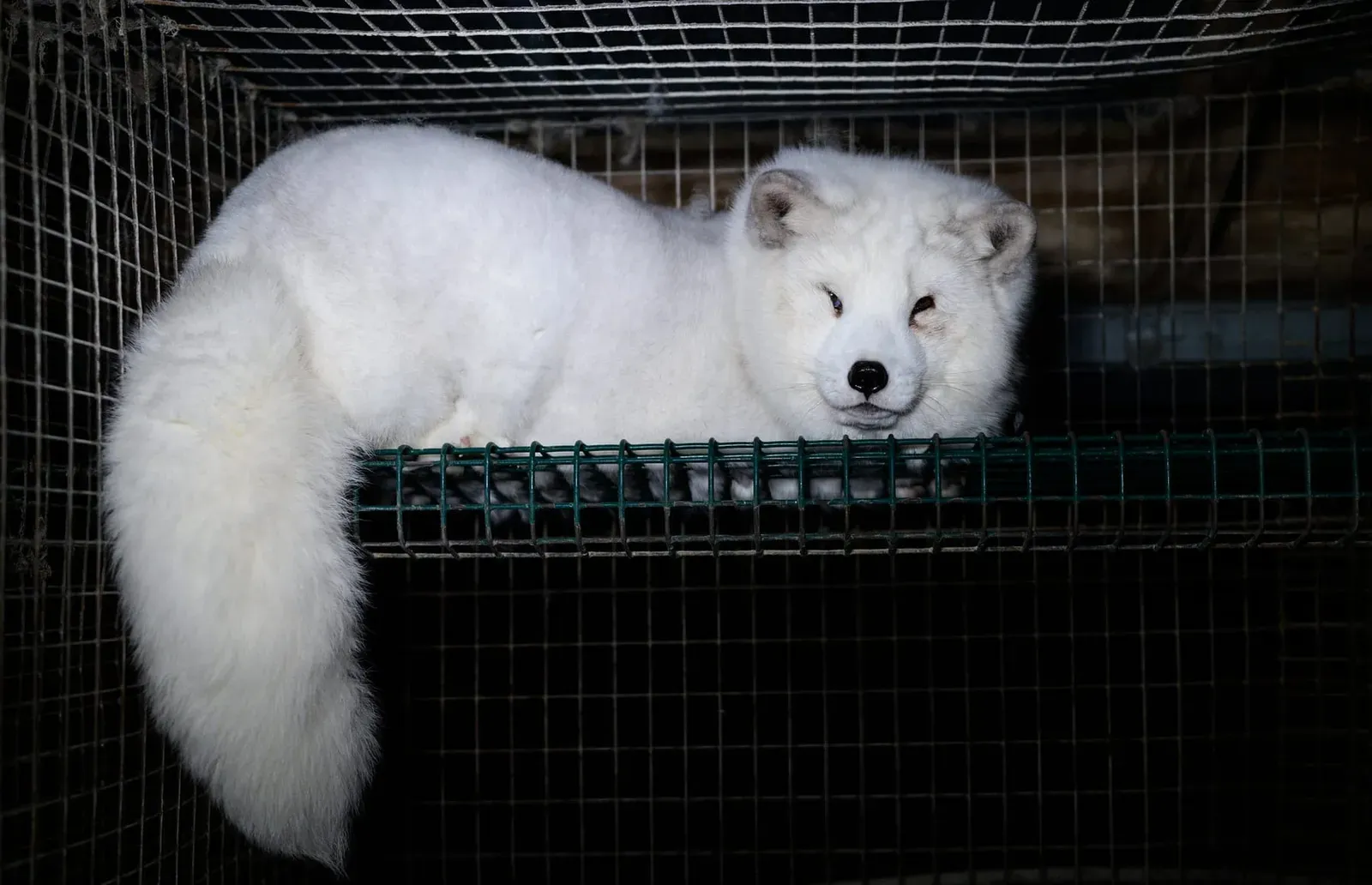 Over 30,000 demand a ban on fur farming in Finland