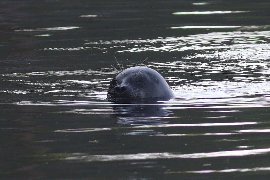 Saimaannorppa elpyy edelleen