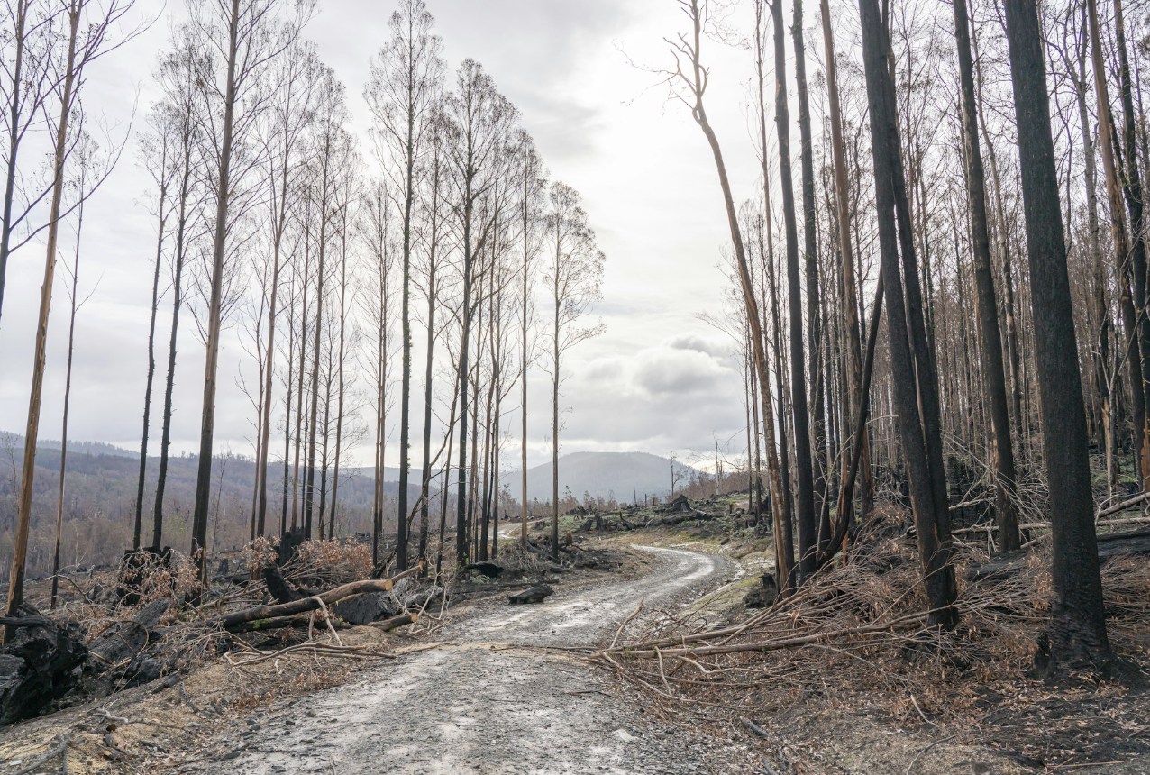 Commission is watering down deforestation law