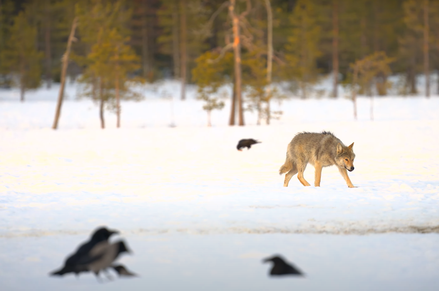 Eduskunta avasi oven suurpetojen metsästykselle