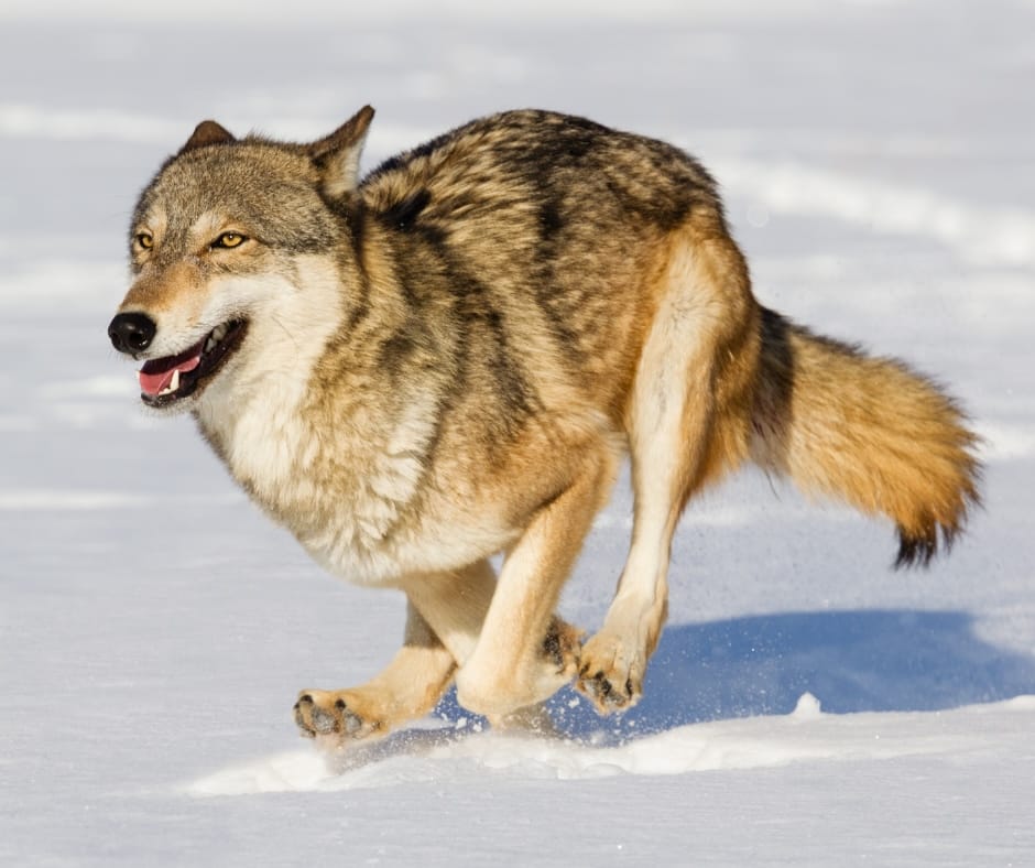 Susien metsästyksestä ja suden huutamisesta