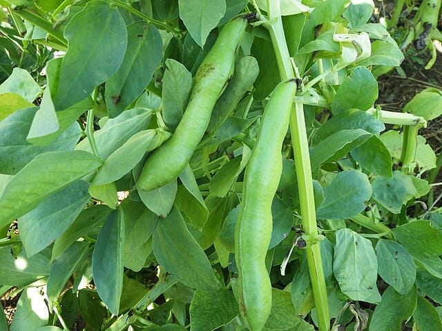 Huoltovarmuuskeskus: Suomen vahvistettava omavaraisuutta kasviproteiinin tuotannossa