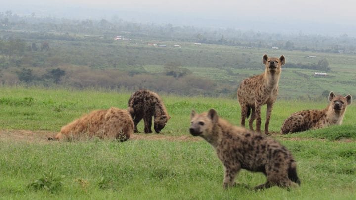 Ihmisen suhtautuminen petoihin määrittelee yhteiselon mahdollisuuksia