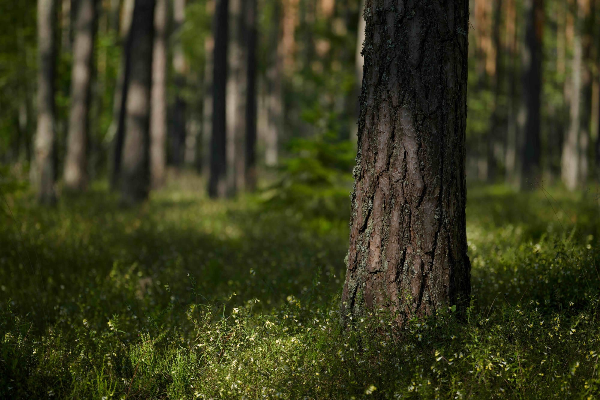 “Luonnon tila ei parane tilastomuutoksilla” – Greenpeace tyrmää Metsähallituksen suojeluesityksen