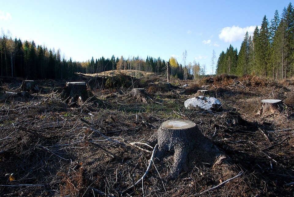 Uusi työkalu auttaa metsänomistajia tekemään ilmastoystävällisempiä päätöksiä