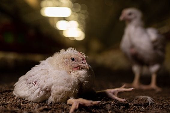 Broileribarometri: Lähes puolet suomalaisista tietää broilereiden kärsivän, silti kanaa syödään entiseen tahtiin