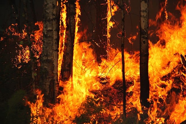 Metsäpalot vaarantavat pohjoisen metsien ja tundrien hiilinielun post image