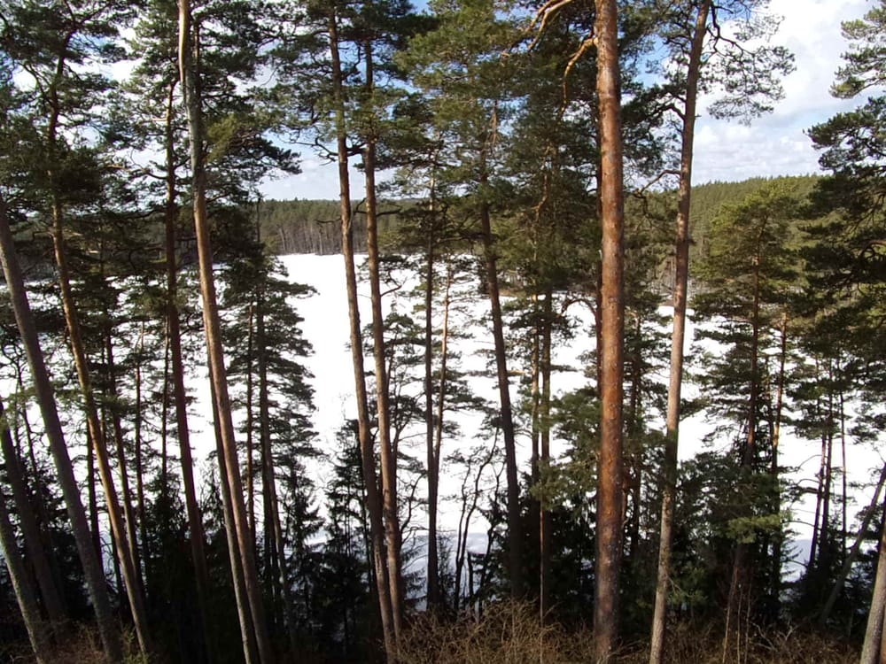 Tuoretta metsäluontoraporttia epäillään tiedevastaisuudesta post image