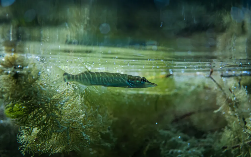 Kalastajien hiljainen tieto apuun kuhan kutualueiden etsinnässä post image