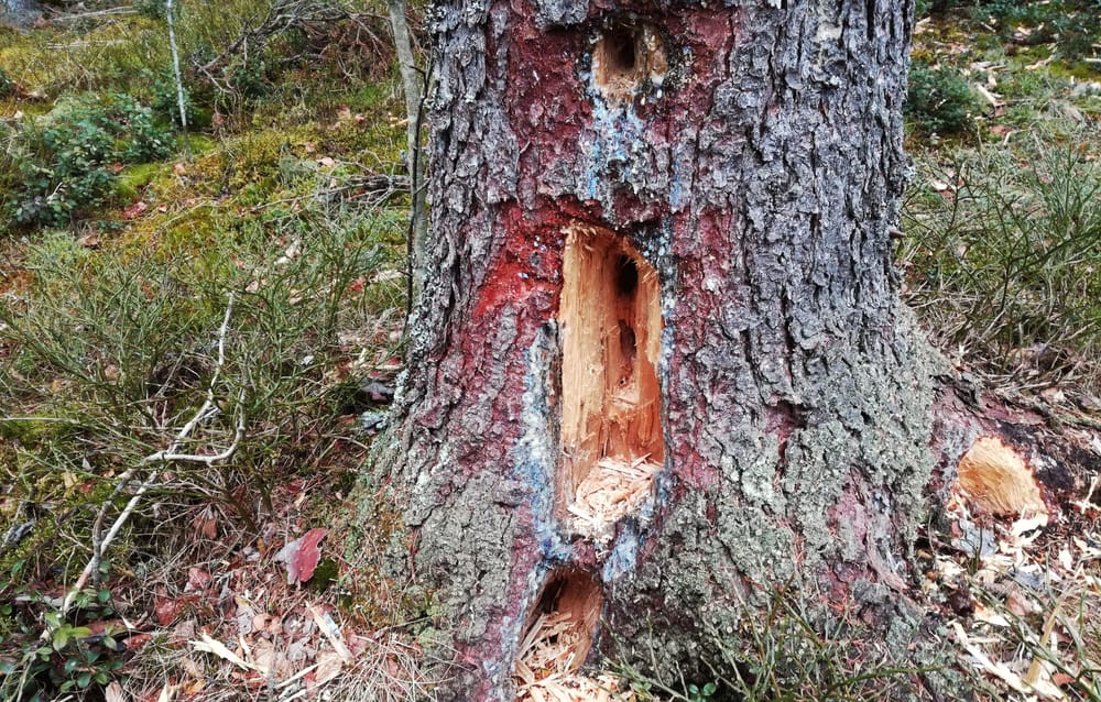 Maa- ja metsätalousministeriöllä ennätysvahva ote ympäristöpolitiikassa post image