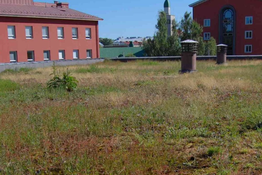 Uusia ideoita luontokadon torjuntaan kaupungeissa post image