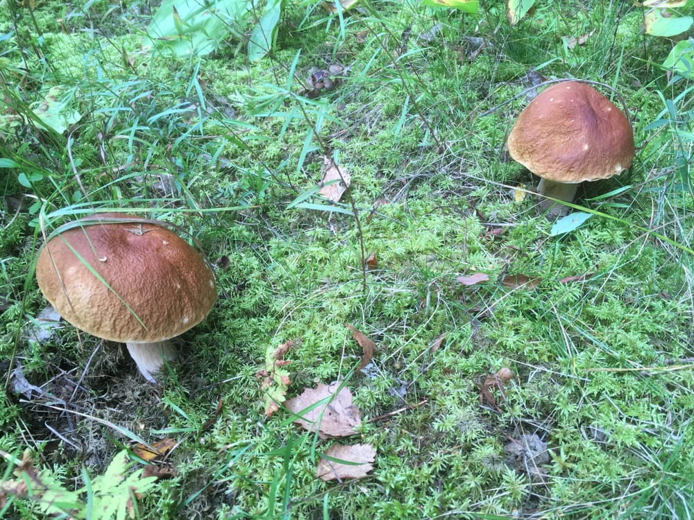 Metsät voivat tuottaa ruokaa, sitoa hiiltä ja puhdistaa vettä post image