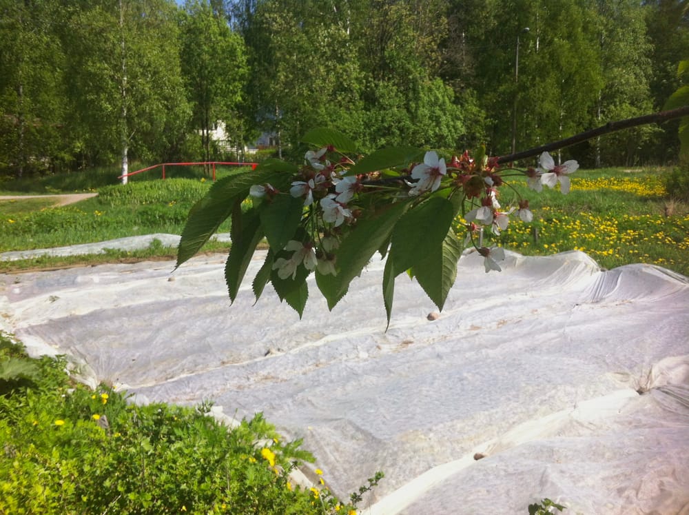 Kestävyys edellyttää omavaraisia yhteisöjä, ei ”vihreää kasvua” post image