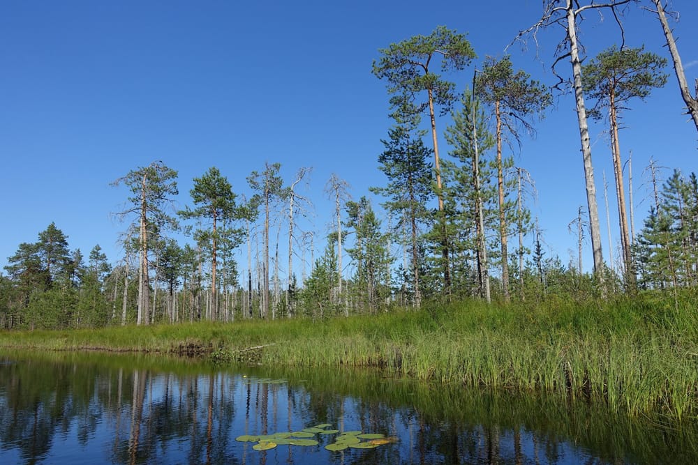 Kolumnisti Petri Nieminen: Valtion luonnontilaiset metsät on suojeltava post image