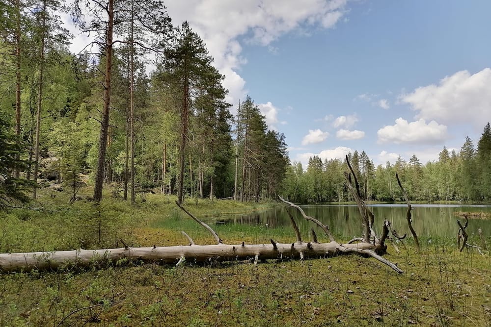 Pentti Linkola sai muistometsän ja -lehdon post image