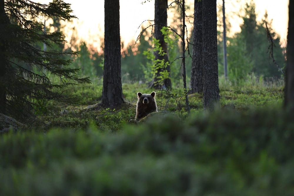 Metsälajien uhanalaistuminen jatkuu, mutta metsätalouden roolia vähätellään post image