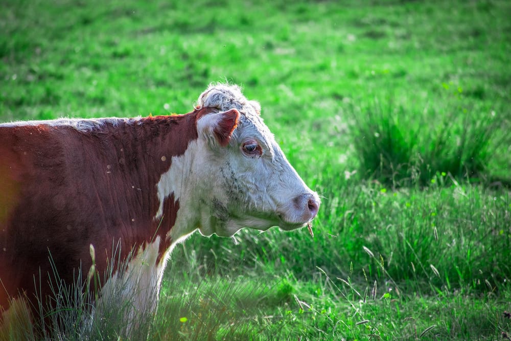 Nurmiviljely – maaperälle hyväksi, mutta murheena ovat eläintuotannon päästöt post image