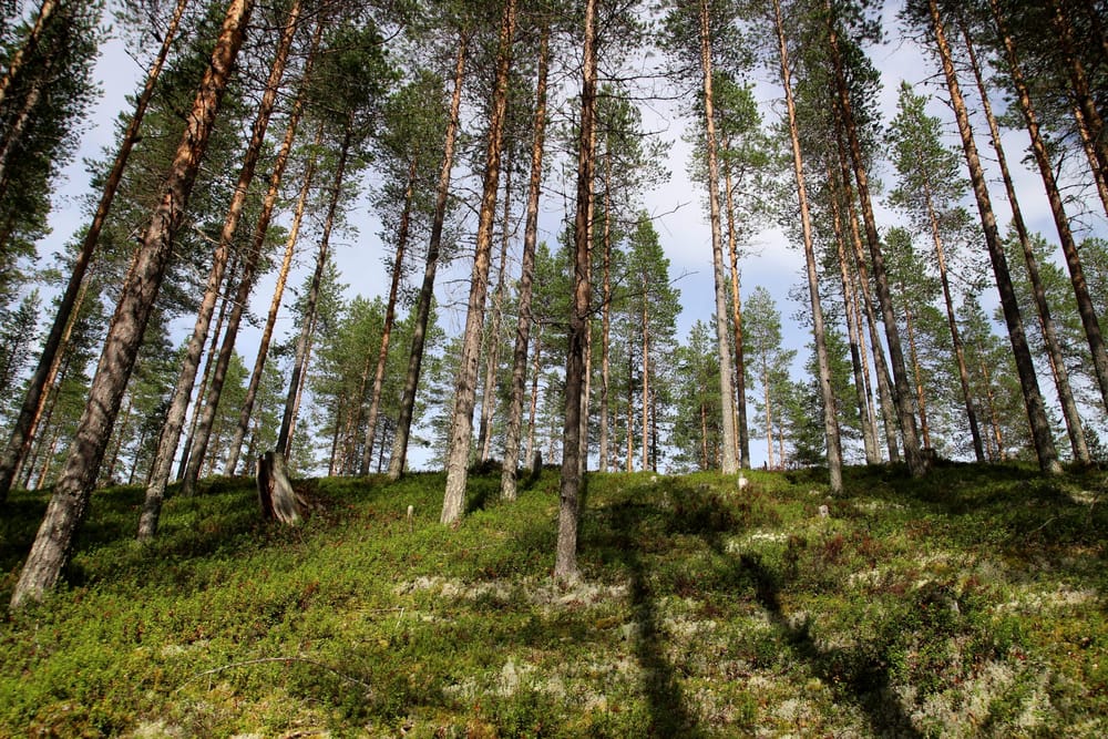 Ilmastometsiä ja kasvissyöntiä – näin ilmastonmuutos päihitetään post image