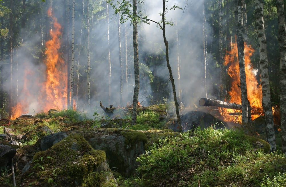 Voisiko vihreät olla vahvasti ekologinen yleispuolue? post image