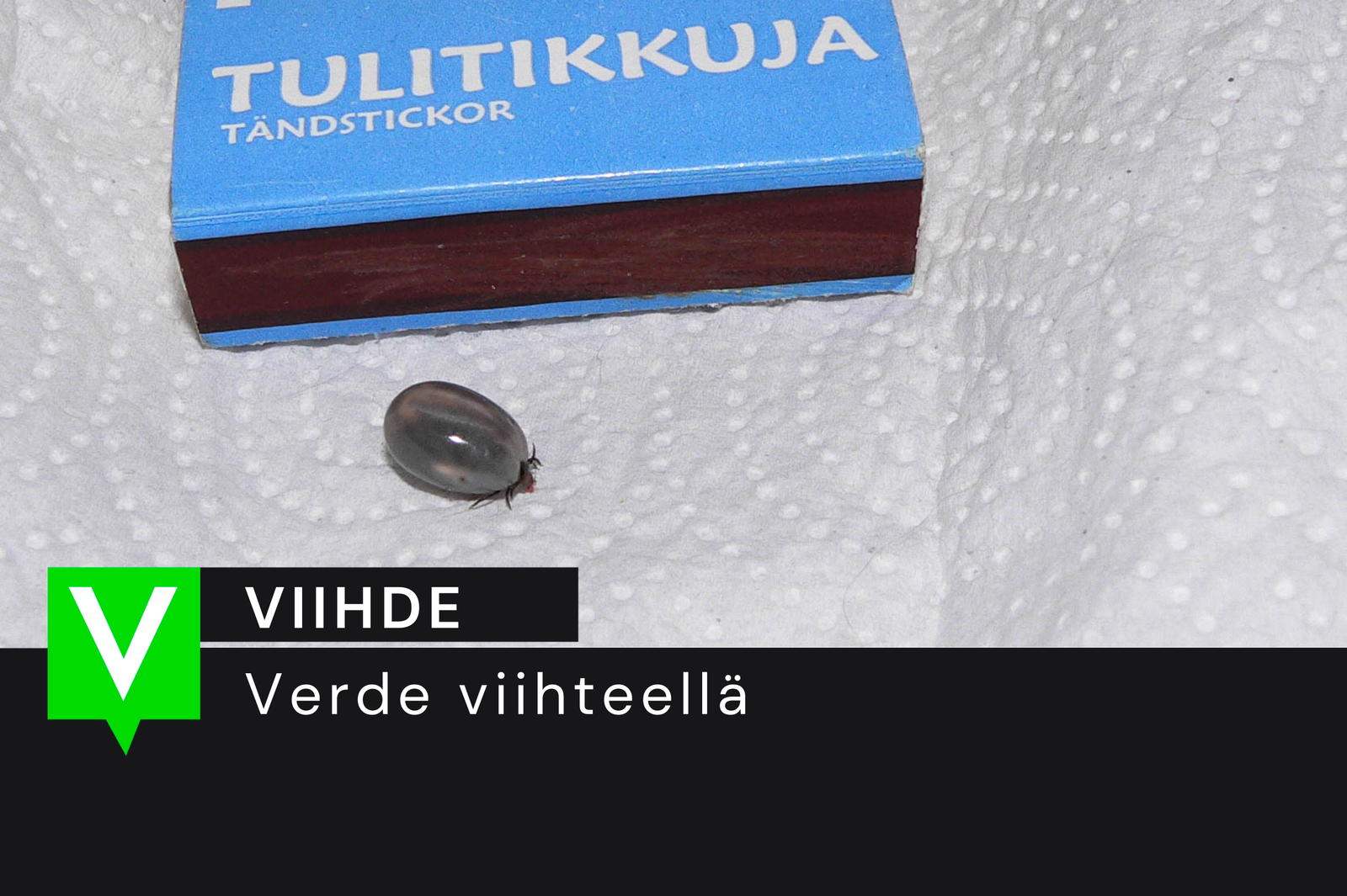 Alkukesän punkkivinkki post image