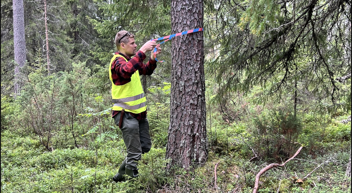 "Vihreisiin tarvitaan kädet savessa olevaa metsätalousosaamista" post image