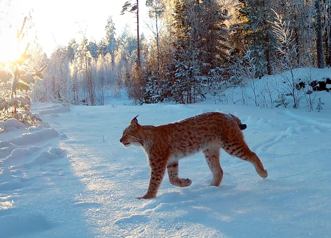 Ilves on hyvä sopeutuja - monimuotoiset metsät menestyksen ytimessä post image