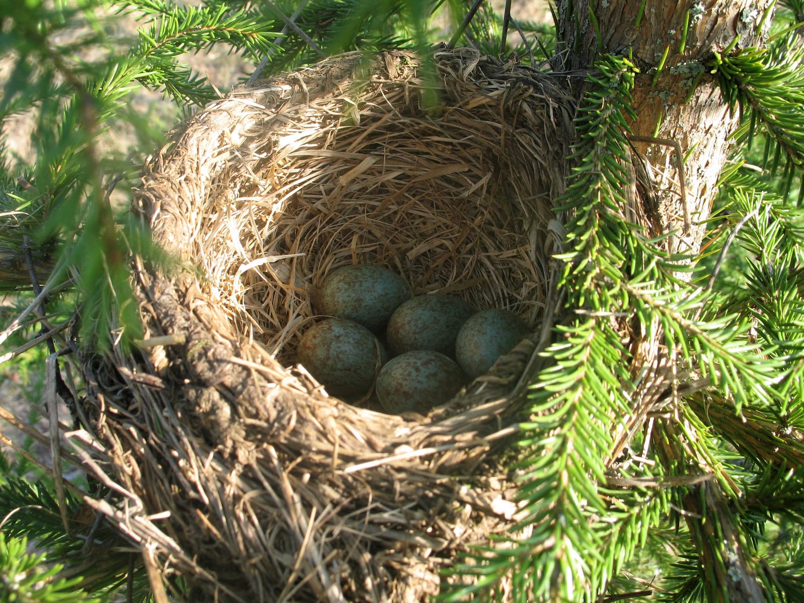 SLL: hakkuuesitys suojelee metsäteollisuutta enemmän kuin lintuja post image