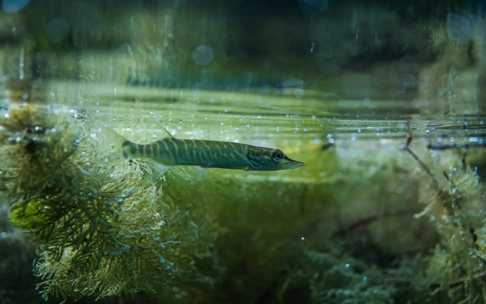 Kalastajien hiljainen tieto apuun kuhan kutualueiden etsinnässä post image