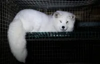 Over 30,000 demand a ban on fur farming in Finland post image