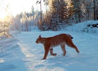 Ilves on hyvä sopeutuja - monimuotoiset metsät menestyksen ytimessä post image