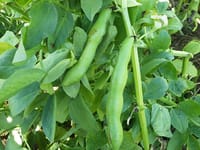 Huoltovarmuuskeskus: Suomen vahvistettava omavaraisuutta kasviproteiinin tuotannossa post image