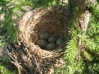 SLL: hakkuuesitys suojelee metsäteollisuutta enemmän kuin lintuja post image