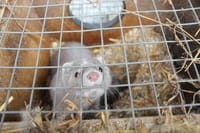 EU-kysely: Enemmistö suomalaisista kannattaa turkistarhauksen täyskieltoa post image