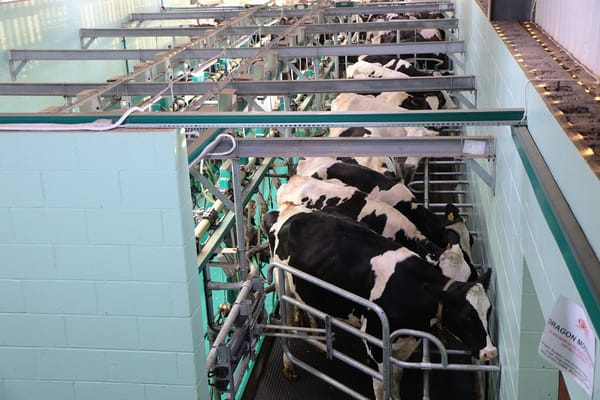Häämöttääkö nautatalouden loppu? Mikrobiologisen maidontuotannon käännekohta ehkä jo ensi vuonna post image