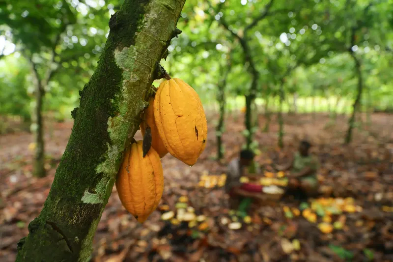 Child labor has almost halved in 25 years – but in chocolate the problem remains huge post image