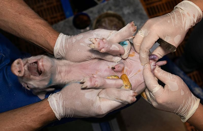 Tietopyyntö paljastaa: lihatalojen lobbaus johti kastraatiokiellon perumiseen post image