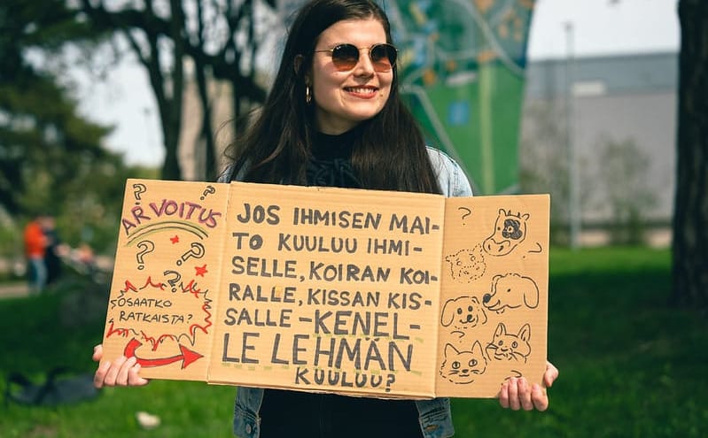Kylttimielenosoitus haluttiin estää Viikin lehmien laitumellelaskussa post image
