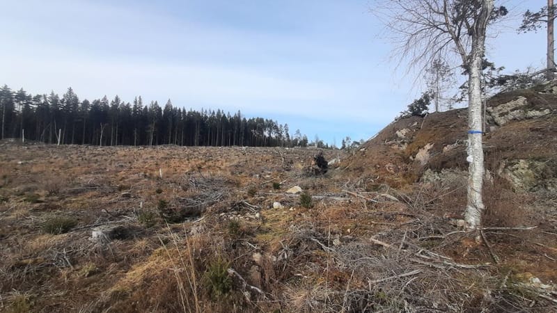 Metsälinnut välttelevät avohakkuualueita post image