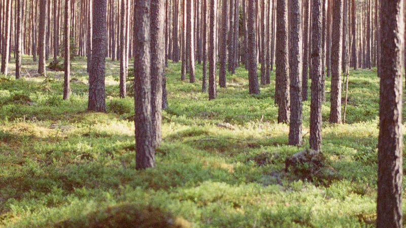 Tutkimus alkaa selvittää uhanalaisten metsälajien tilaa Suomen talousmetsissä post image