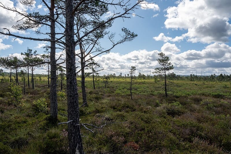 Suomen valtioenemmistöisen Neovan turvekiista kärjistyi Ruotsissa – suomalaisaktivistia uhkaa maahantulokielto post image
