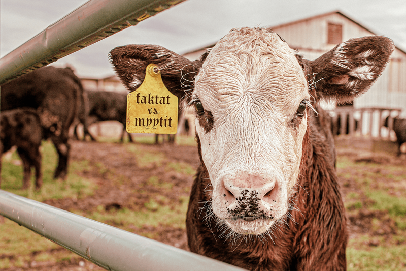 Oatlyn maitomyytit ja Helsingin Sanomien faktat Verden faktantarkistuksen puntarissa post image