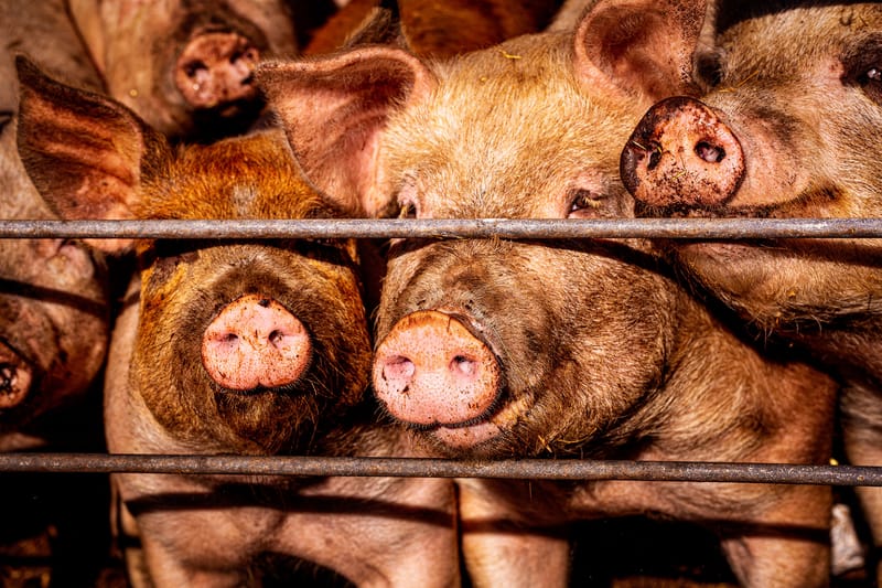 Pyhitetty olkoon jokapäiväinen tehoeläintuotantomme post image