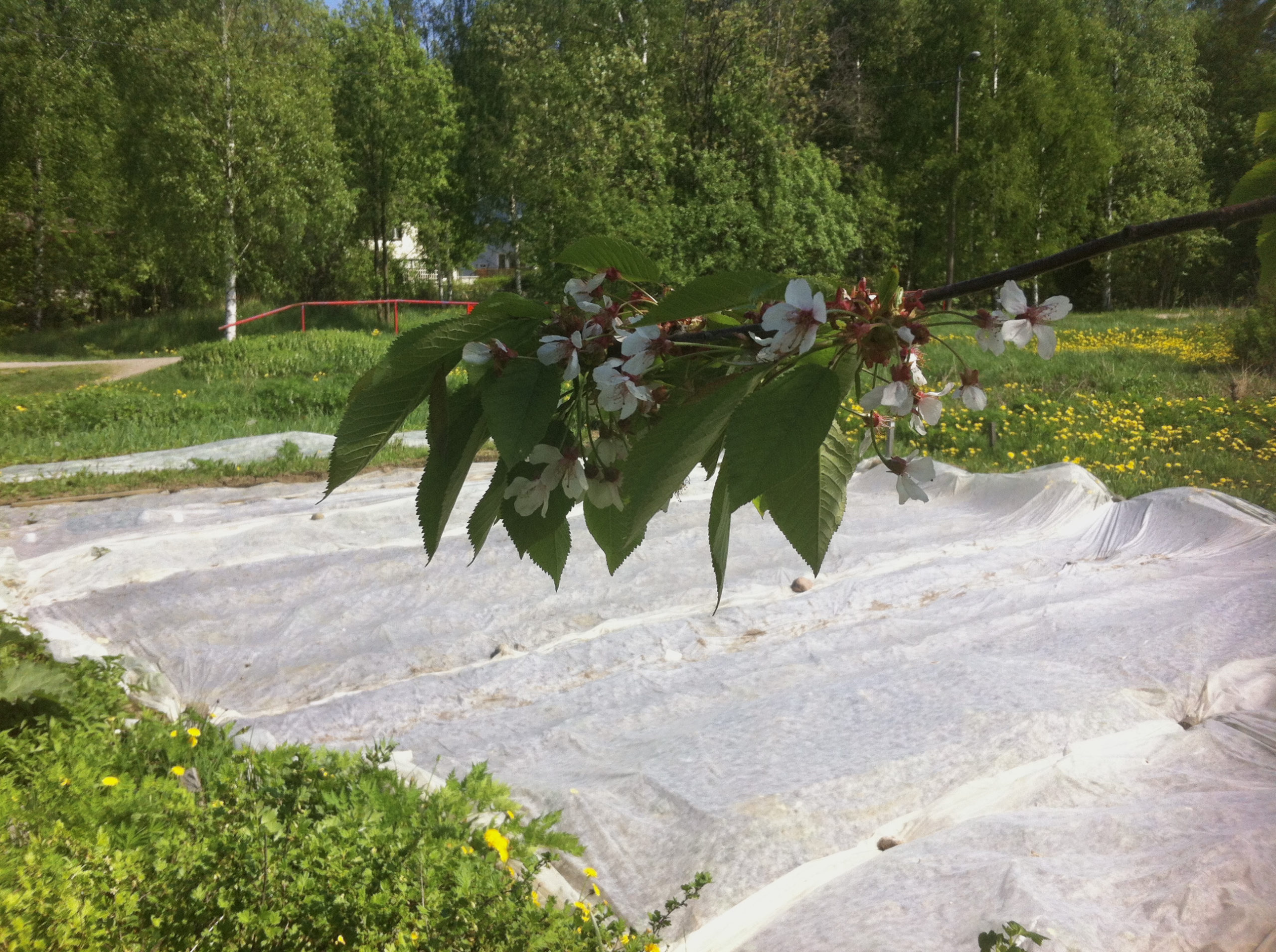 Kestävyys edellyttää omavaraisia yhteisöjä, ei ”vihreää kasvua”