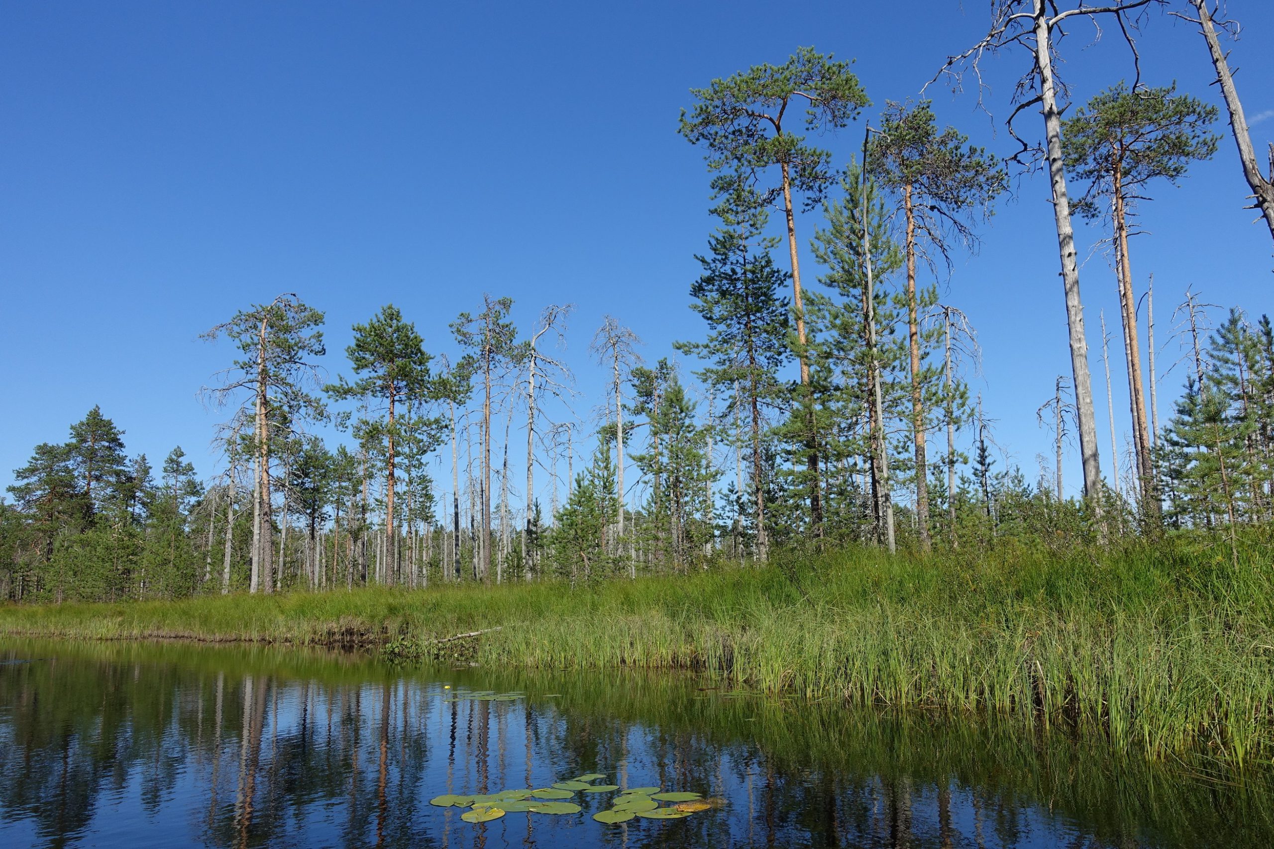 Kolumnisti Petri Nieminen: Valtion luonnontilaiset metsät on suojeltava