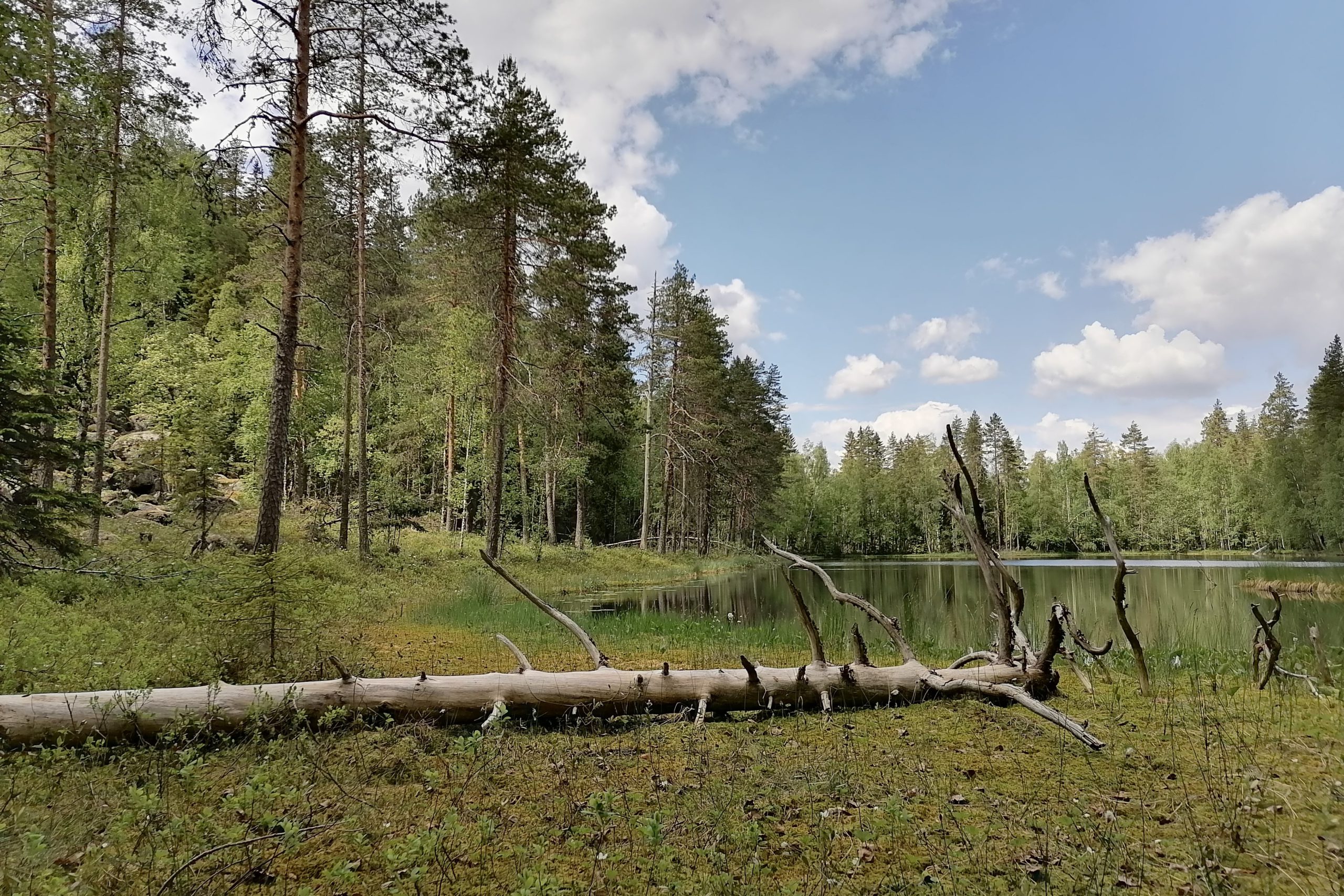 Pentti Linkola sai muistometsän ja -lehdon