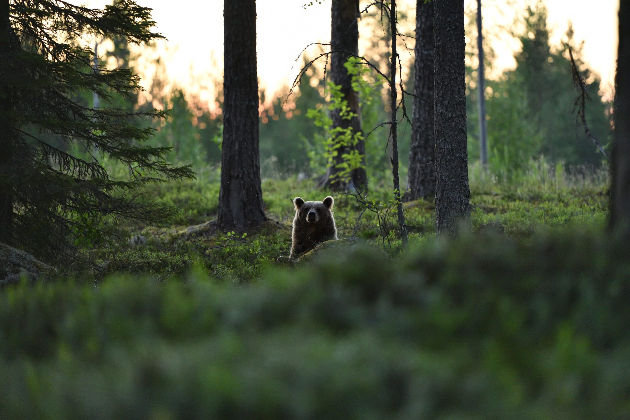 Metsälajien uhanalaistuminen jatkuu, mutta metsätalouden roolia vähätellään