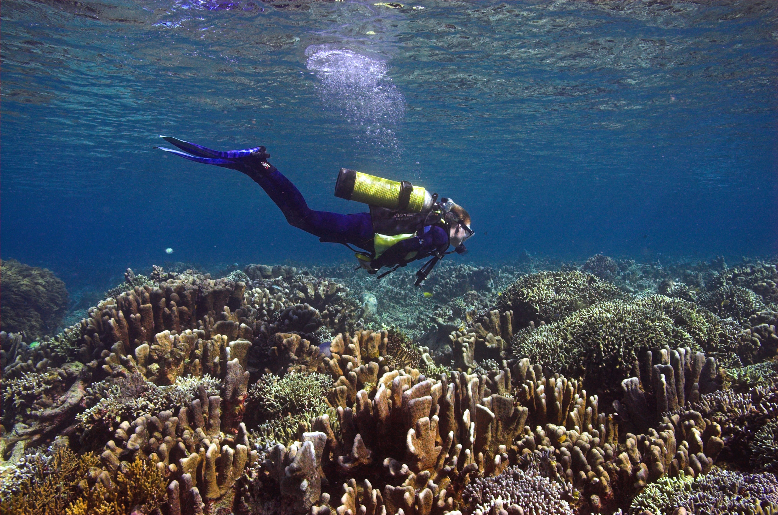 Kaukaisen riutan korallien sitkeä toipuminen antaa toivoa