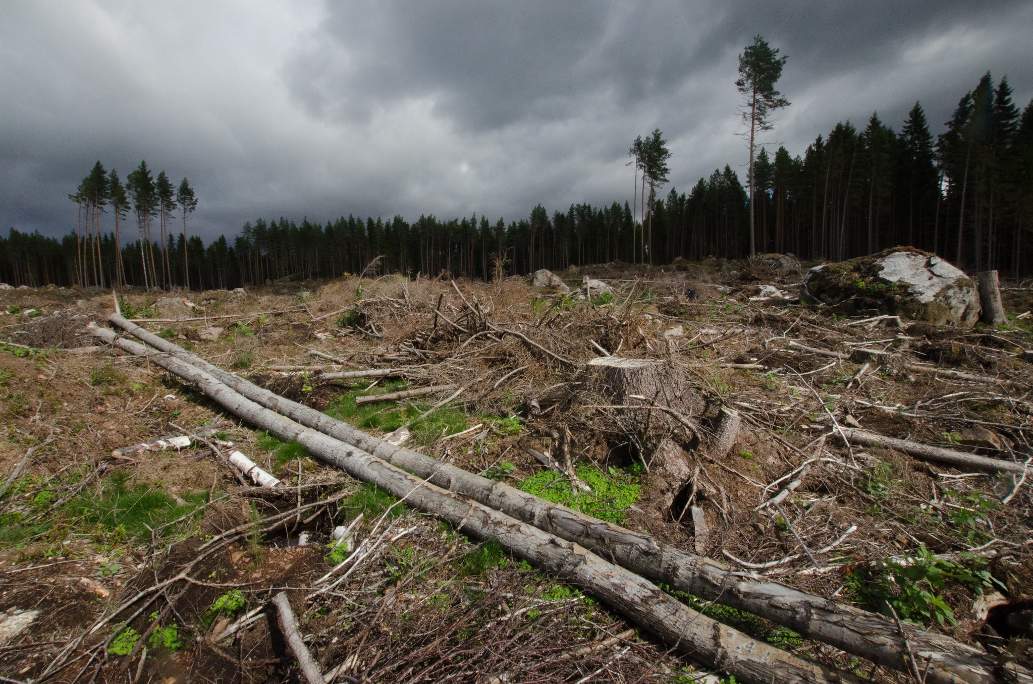 Avohakkuiden vähentäminen valtion metsissä etenee kansalaisaloitteen suuntaan