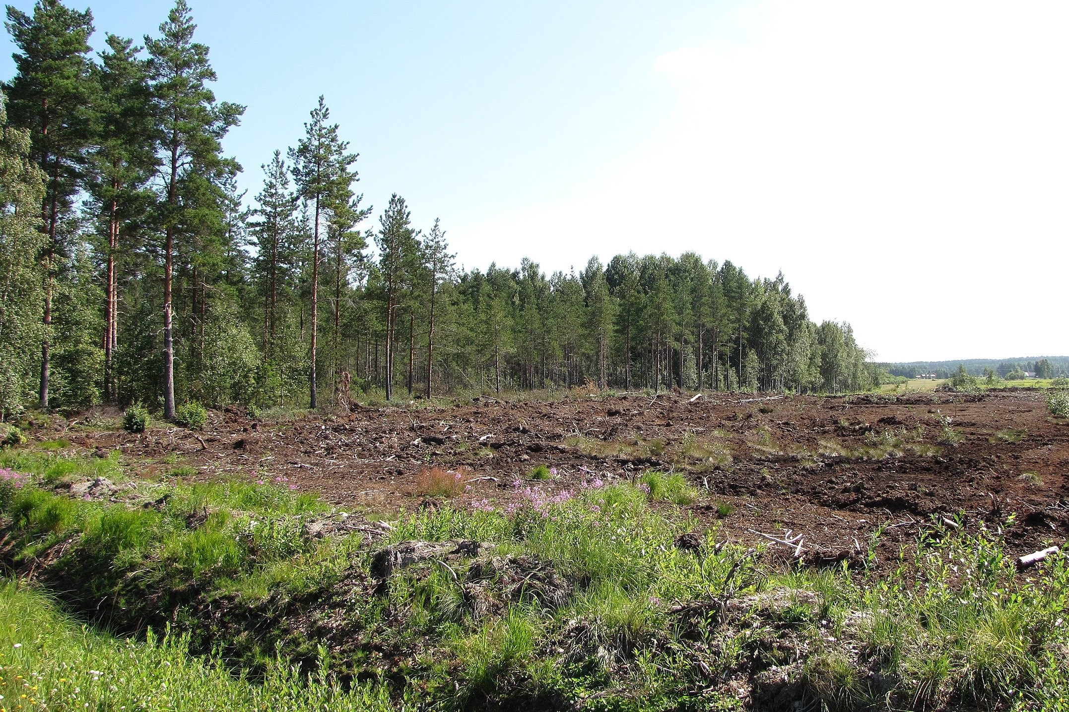 Päästömaksu vauhdittaisi ojitettujen metsien palauttamista luonnontilaan