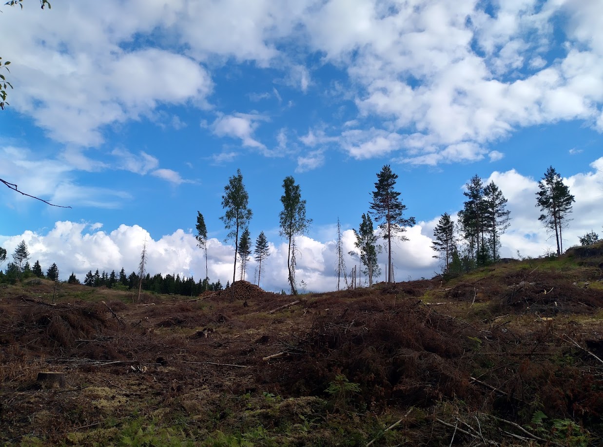 Metsien kasvu hiipuu ja hakkuut ovat liian suuria